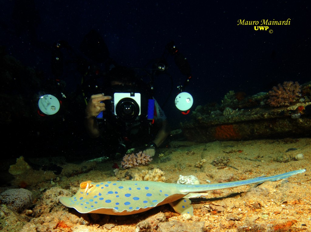 la photographie sous marine possible grâce à la plongée