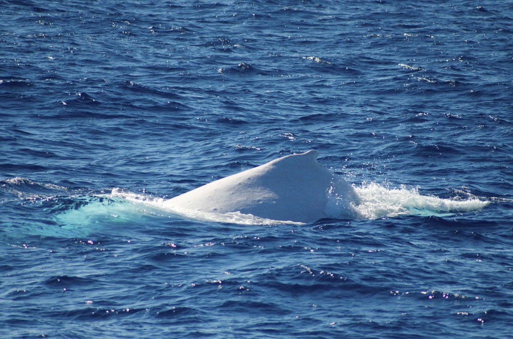 A la différence des autres baleines, Migaloo n'aura pas sauté hors de l'eau...