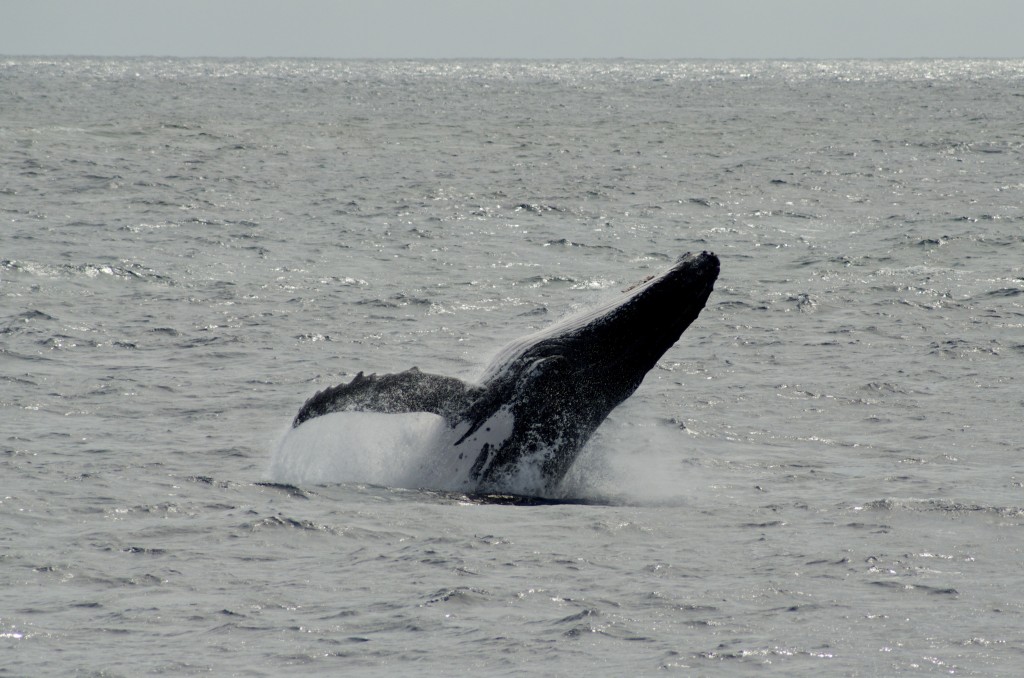 c'est un comportement assez commun des baleines à bosse que de sauter hors de l'eau. C'est principalement pour retirer les parasites...