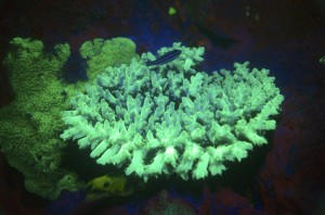 Corail Bioluminescent